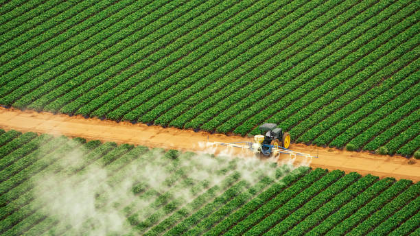 Best Termite Control Services  in Old Fig Garden, CA