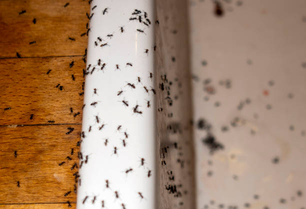 Best Ant Control Services  in Old Fig Garden, CA